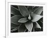 Century Plant, c. 1980-Brett Weston-Framed Photographic Print