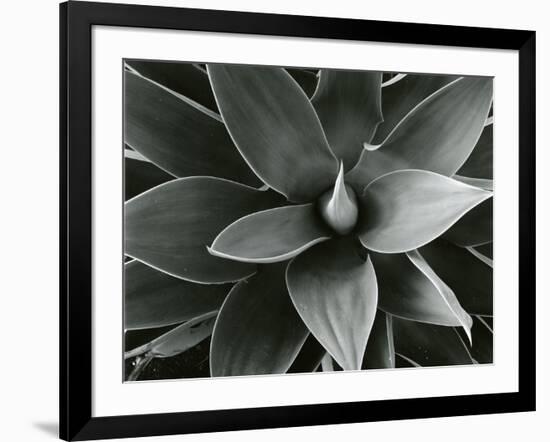 Century Plant, c. 1980-Brett Weston-Framed Photographic Print