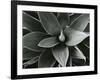 Century Plant, c. 1980-Brett Weston-Framed Photographic Print