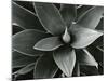 Century Plant, c. 1980-Brett Weston-Mounted Photographic Print