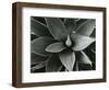 Century Plant, c. 1980-Brett Weston-Framed Photographic Print