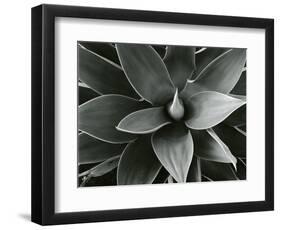 Century Plant, c. 1980-Brett Weston-Framed Photographic Print