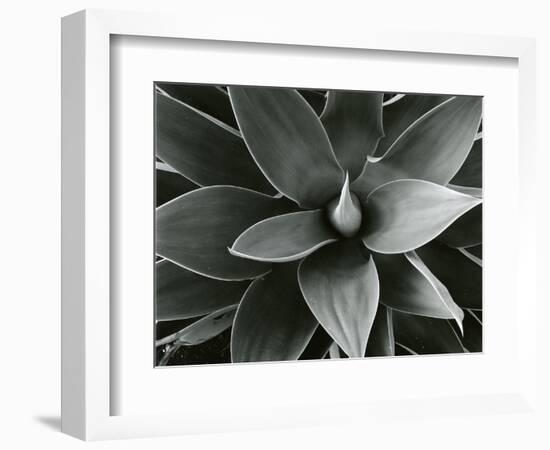 Century Plant, c. 1980-Brett Weston-Framed Photographic Print