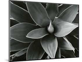 Century Plant, c. 1980-Brett Weston-Mounted Photographic Print