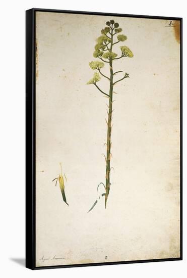 Century Plant Flower (Agave Americana) by Jacopo Ligozzi-null-Framed Stretched Canvas