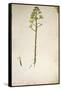 Century Plant Flower (Agave Americana) by Jacopo Ligozzi-null-Framed Stretched Canvas