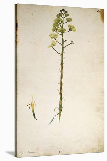 Century Plant Flower (Agave Americana) by Jacopo Ligozzi-null-Stretched Canvas