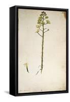 Century Plant Flower (Agave Americana) by Jacopo Ligozzi-null-Framed Stretched Canvas