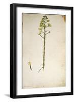 Century Plant Flower (Agave Americana) by Jacopo Ligozzi-null-Framed Giclee Print