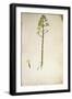 Century Plant Flower (Agave Americana) by Jacopo Ligozzi-null-Framed Giclee Print