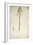 Century Plant Flower (Agave Americana) by Jacopo Ligozzi-null-Framed Giclee Print