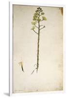 Century Plant Flower (Agave Americana) by Jacopo Ligozzi-null-Framed Giclee Print