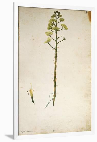 Century Plant Flower (Agave Americana) by Jacopo Ligozzi-null-Framed Giclee Print