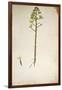 Century Plant Flower (Agave Americana) by Jacopo Ligozzi-null-Framed Giclee Print