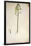 Century Plant Flower (Agave Americana) by Jacopo Ligozzi-null-Framed Giclee Print