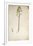 Century Plant Flower (Agave Americana) by Jacopo Ligozzi-null-Framed Giclee Print