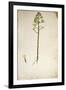 Century Plant Flower (Agave Americana) by Jacopo Ligozzi-null-Framed Giclee Print