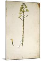 Century Plant Flower (Agave Americana) by Jacopo Ligozzi-null-Mounted Giclee Print