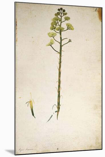 Century Plant Flower (Agave Americana) by Jacopo Ligozzi-null-Mounted Giclee Print