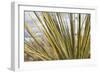 Century Plant I-Dana Styber-Framed Photographic Print