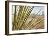 Century Plant II-Dana Styber-Framed Photographic Print