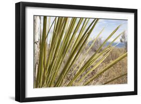 Century Plant II-Dana Styber-Framed Photographic Print