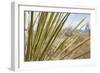 Century Plant II-Dana Styber-Framed Photographic Print