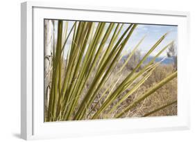 Century Plant II-Dana Styber-Framed Photographic Print