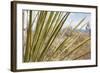 Century Plant II-Dana Styber-Framed Photographic Print