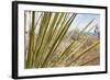 Century Plant II-Dana Styber-Framed Photographic Print