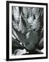 Century Plant, Succulent, Baja California, c. 1965-Brett Weston-Framed Photographic Print