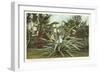 Century Plant with Little Girl Inside-null-Framed Art Print