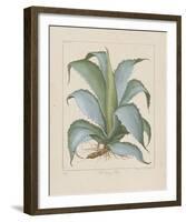 Century Plant-Besler Basilius-Framed Giclee Print