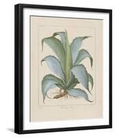 Century Plant-Besler Basilius-Framed Giclee Print