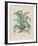 Century Plant-Besler Basilius-Framed Giclee Print