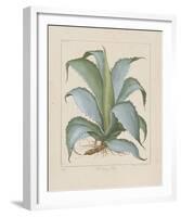Century Plant-Besler Basilius-Framed Giclee Print