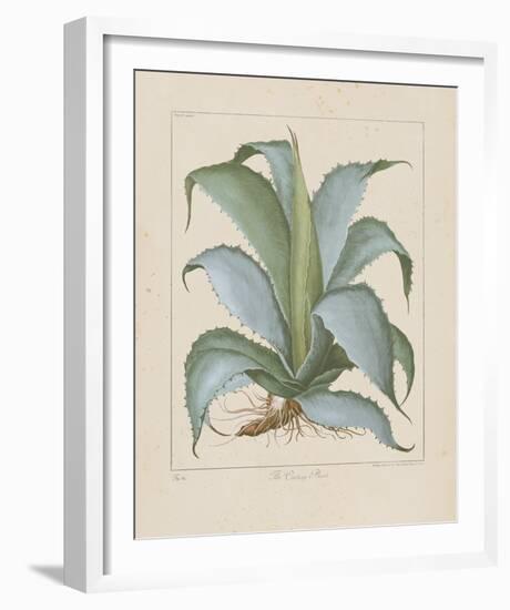 Century Plant-Besler Basilius-Framed Giclee Print