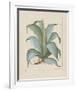 Century Plant-Besler Basilius-Framed Giclee Print