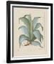 Century Plant-Besler Basilius-Framed Giclee Print