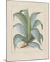 Century Plant-Besler Basilius-Mounted Giclee Print