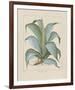 Century Plant-Besler Basilius-Framed Giclee Print