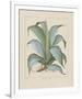 Century Plant-Besler Basilius-Framed Giclee Print