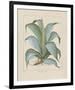 Century Plant-Besler Basilius-Framed Giclee Print