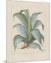 Century Plant-Besler Basilius-Mounted Giclee Print