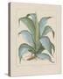 Century Plant-Besler Basilius-Stretched Canvas