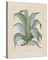 Century Plant-Besler Basilius-Stretched Canvas