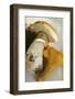 Cep and Chanterelle-Eising Studio - Food Photo and Video-Framed Photographic Print