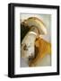 Cep and Chanterelle-Eising Studio - Food Photo and Video-Framed Photographic Print