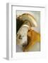 Cep and Chanterelle-Eising Studio - Food Photo and Video-Framed Photographic Print