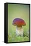 Cep Mushroom (Boletus Edulis)-Bjorn Svensson-Framed Stretched Canvas